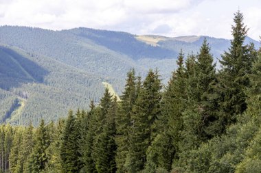 Güneşli bir yaz gününde Ukrayna Karpatları 'nda dağ panoraması.