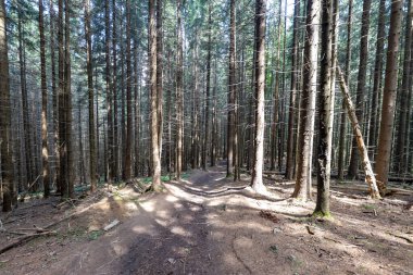 Bir yaz günü Ukrayna Karpatları 'nda toprak dağ yolu.
