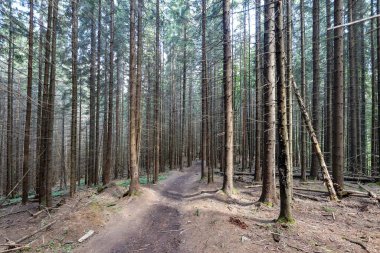 Bir yaz günü Ukrayna Karpatları 'nda toprak dağ yolu.