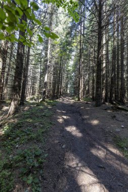 Bir yaz günü Ukrayna Karpatları 'nda toprak dağ yolu.