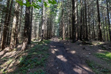 Bir yaz günü Ukrayna Karpatları 'nda toprak dağ yolu.
