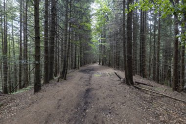 Bir yaz günü Ukrayna Karpatları 'nda toprak dağ yolu.