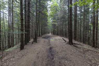 Bir yaz günü Ukrayna Karpatları 'nda toprak dağ yolu.