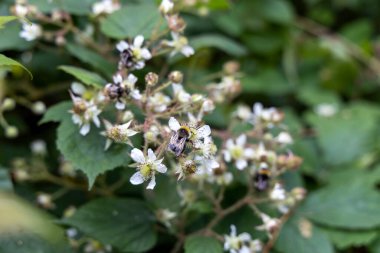 Ukrayna Karpatları 'ndaki dağ çiçekleri. Makro görünümü kapat.