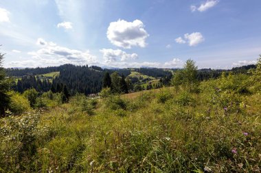Yüksek Karpatlar 'da yeşil dağ çayırları