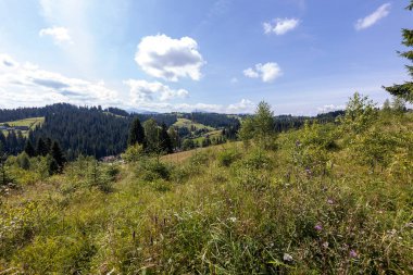 Yüksek Karpatlar 'da yeşil dağ çayırları