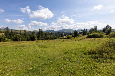 Yüksek Karpatlar 'da yeşil dağ çayırları