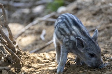 Yaban domuzu. Ayrıntılı görünümü kapat