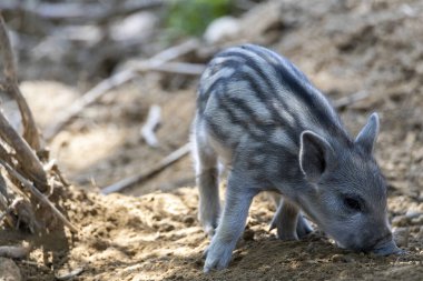 Yaban domuzu. Ayrıntılı görünümü kapat