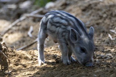 Yaban domuzu. Ayrıntılı görünümü kapat