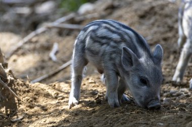 Yaban domuzu. Ayrıntılı görünümü kapat
