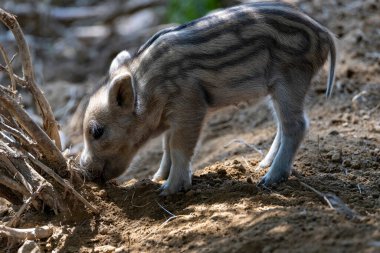 Yaban domuzu. Ayrıntılı görünümü kapat