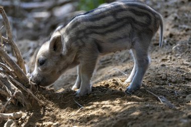 Yaban domuzu. Ayrıntılı görünümü kapat