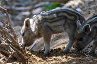 Yaban domuzu. Ayrıntılı görünümü kapat