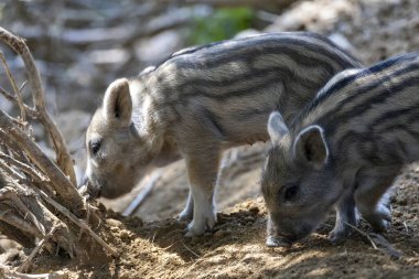 Yaban domuzu. Ayrıntılı görünümü kapat