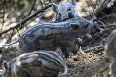 Yaban domuzu. Ayrıntılı görünümü kapat