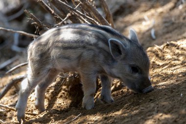 Yaban domuzu. Ayrıntılı görünümü kapat