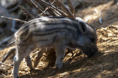 Yaban domuzu. Ayrıntılı görünümü kapat