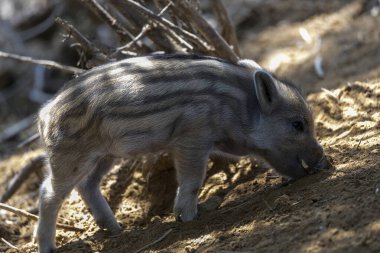 Yaban domuzu. Ayrıntılı görünümü kapat
