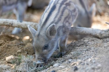 Yaban domuzu. Ayrıntılı görünümü kapat