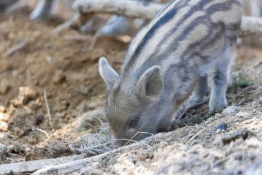 Yaban domuzu. Ayrıntılı görünümü kapat