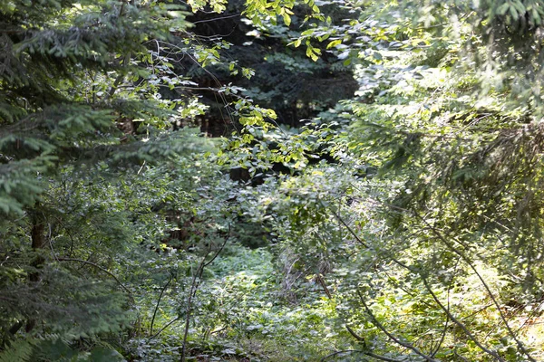 Ukrayna Karpatlarının Dağ Ormanı.