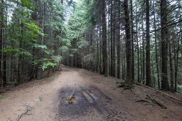 Camino Tierra Montaña Los Cárpatos Ucranianos Día Verano — Foto de Stock