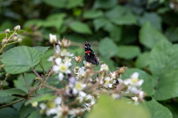 Mountain Flowers Ukrainian Carpathians Close Macro View — Fotografia de Stock