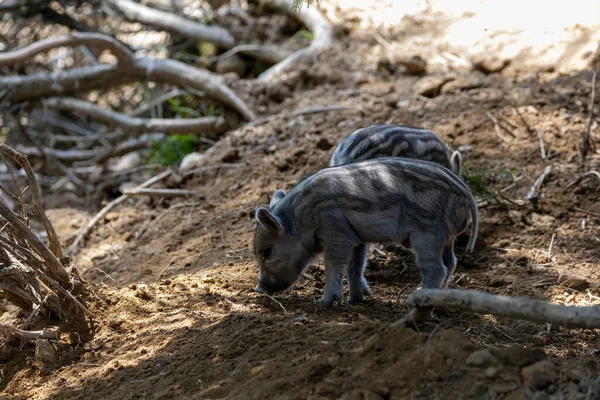 Wild Boar Close Detailed View — Stock Photo, Image