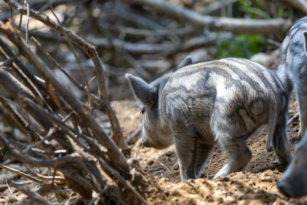 Wildschweine Detailansicht Aus Nächster Nähe — Stockfoto