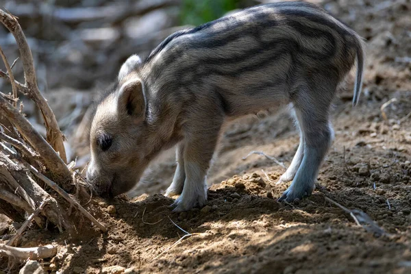 Yaban domuzu. Ayrıntılı görünümü kapat