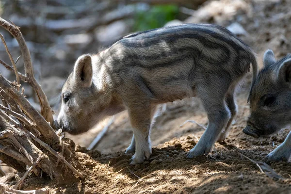 Yaban domuzu. Ayrıntılı görünümü kapat
