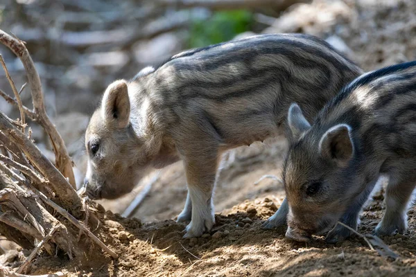 Wildschweine Detailansicht Aus Nächster Nähe — Stockfoto