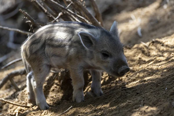 Wild Boar Close Detailed View — Stockfoto