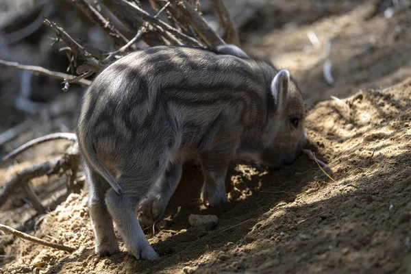 Wild Boar Close Detailed View — Stockfoto