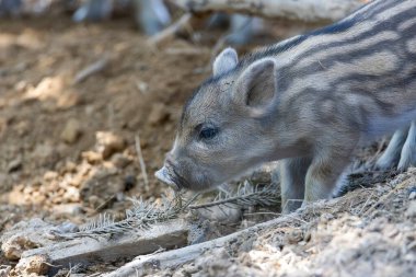 Yaban domuzu. Ayrıntılı görünümü kapat