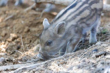 Yaban domuzu. Ayrıntılı görünümü kapat