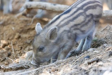 Yaban domuzu. Ayrıntılı görünümü kapat