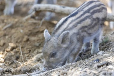 Yaban domuzu. Ayrıntılı görünümü kapat