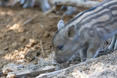 Yaban domuzu. Ayrıntılı görünümü kapat