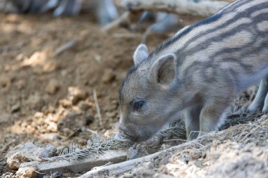 Yaban domuzu. Ayrıntılı görünümü kapat