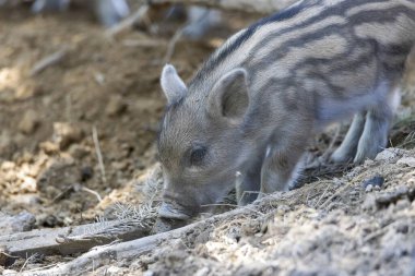 Yaban domuzu. Ayrıntılı görünümü kapat