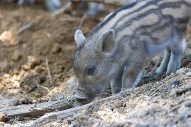 Yaban domuzu. Ayrıntılı görünümü kapat