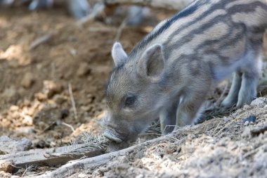 Yaban domuzu. Ayrıntılı görünümü kapat