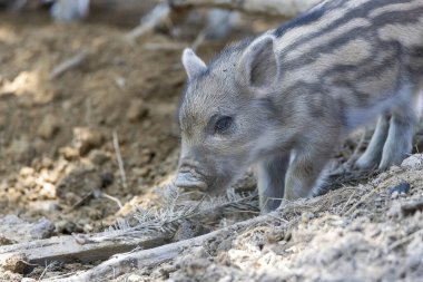 Yaban domuzu. Ayrıntılı görünümü kapat