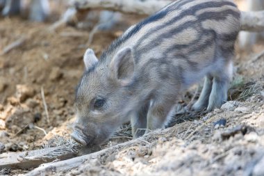 Yaban domuzu. Ayrıntılı görünümü kapat