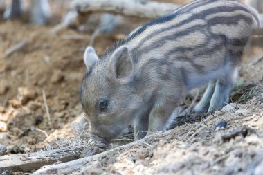 Yaban domuzu. Ayrıntılı görünümü kapat