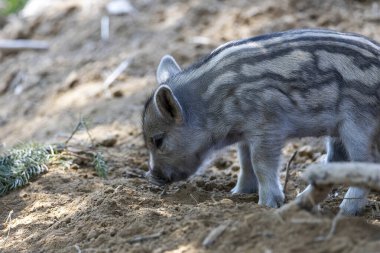 Yaban domuzu. Ayrıntılı görünümü kapat