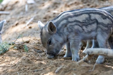 Yaban domuzu. Ayrıntılı görünümü kapat