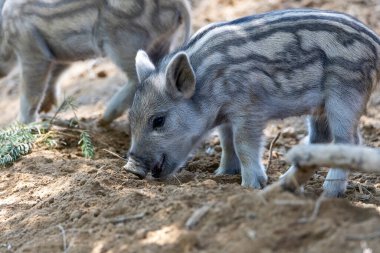 Yaban domuzu. Ayrıntılı görünümü kapat